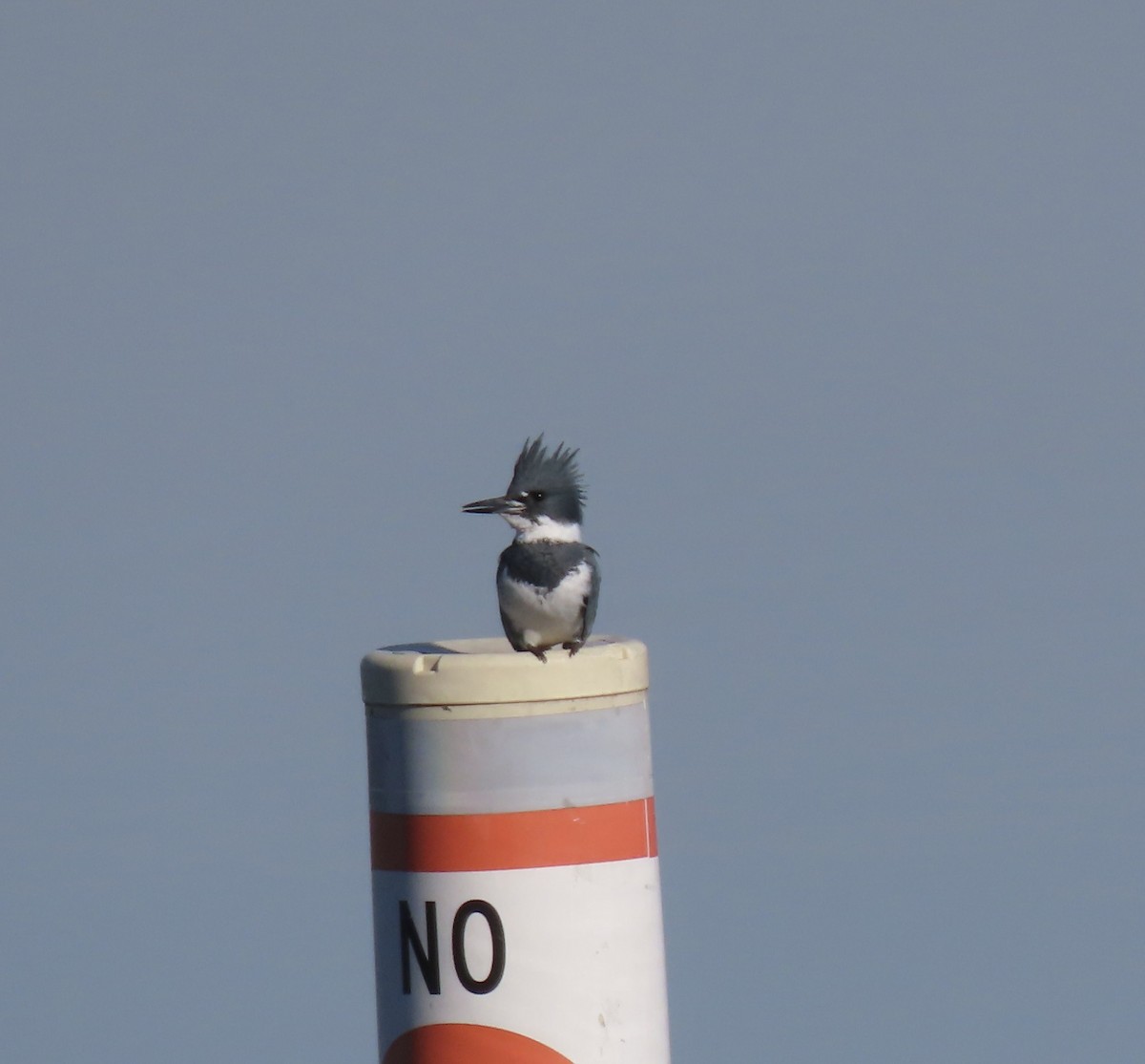 Belted Kingfisher - ML627912763