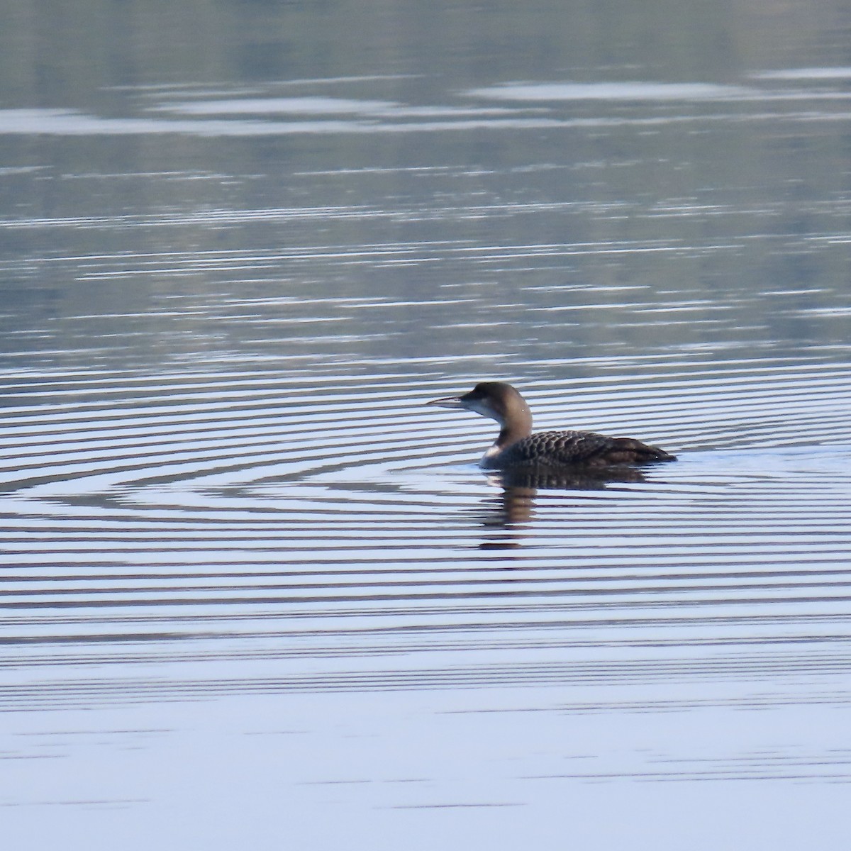 Common Loon - ML627912773