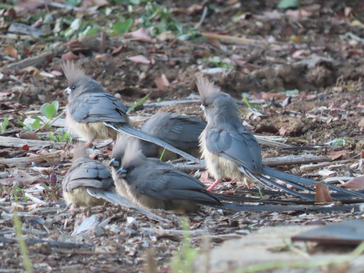 White-backed Mousebird - ML627912856