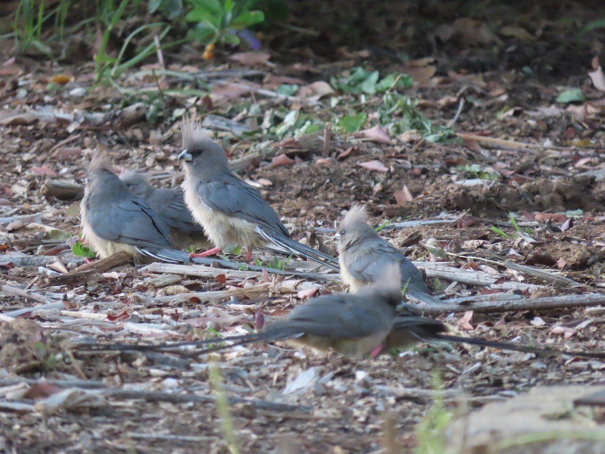 White-backed Mousebird - ML627912857