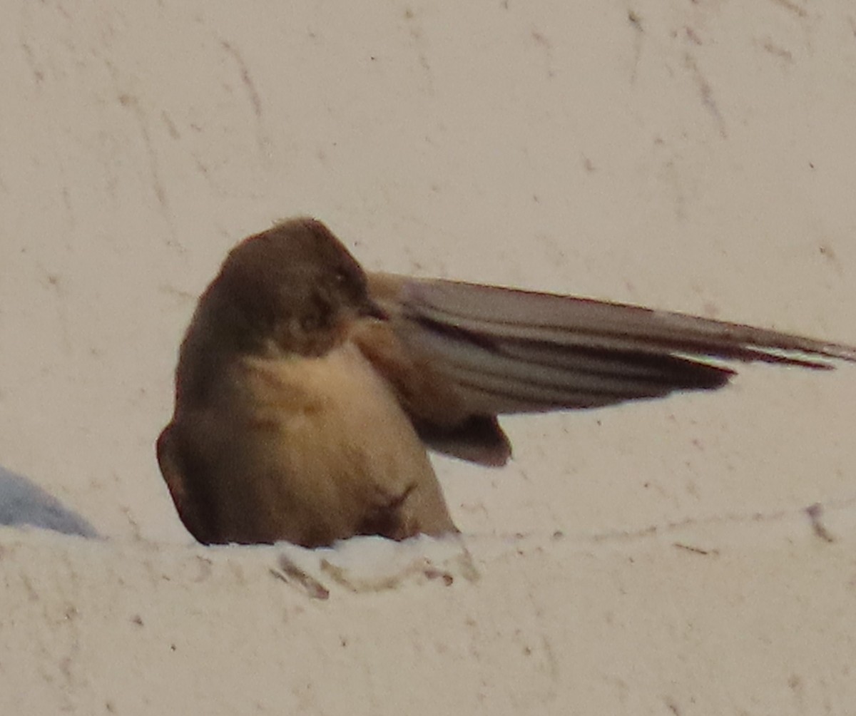 Southern Crag-Martin - ML627912861