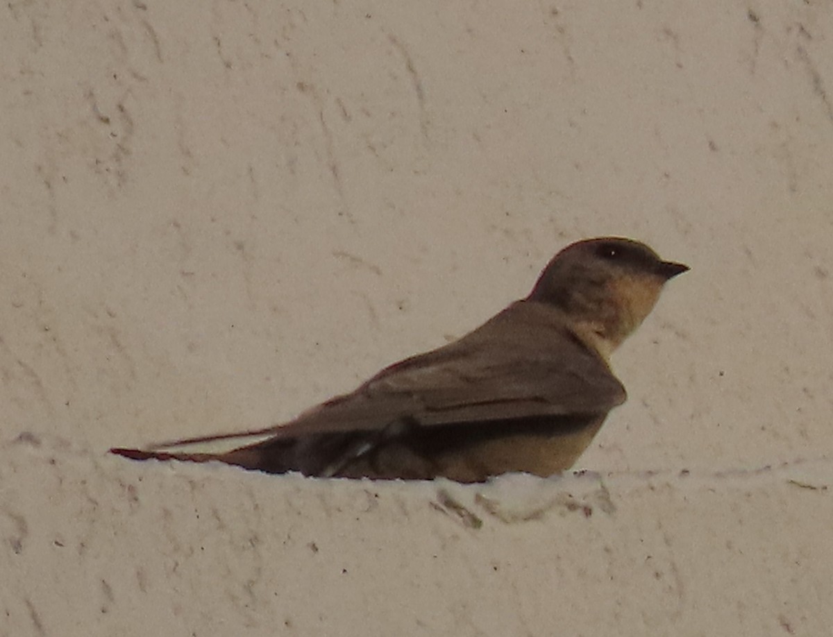 Southern Crag-Martin - ML627912862