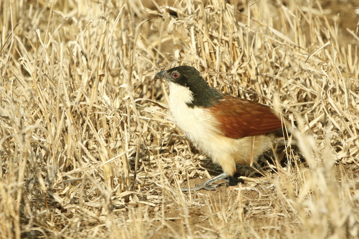 Burchell's Coucal - ML627912932