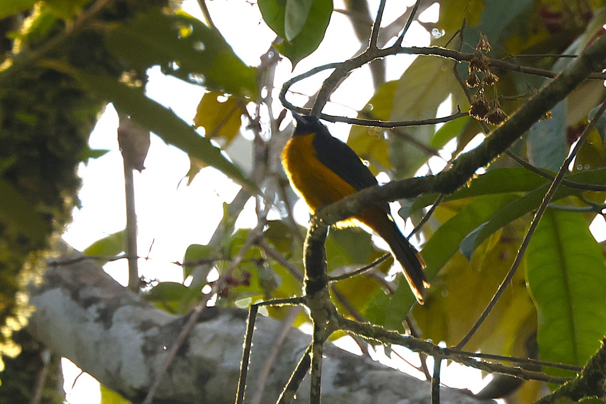 Fulvous Shrike-Tanager - ML627912934