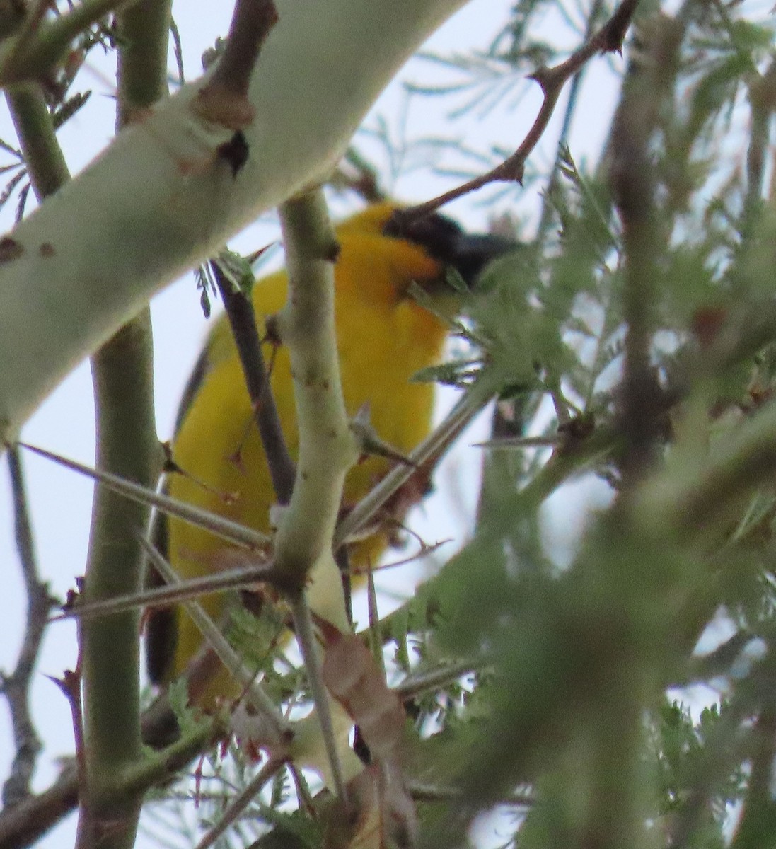 Southern Masked-Weaver - ML627912993