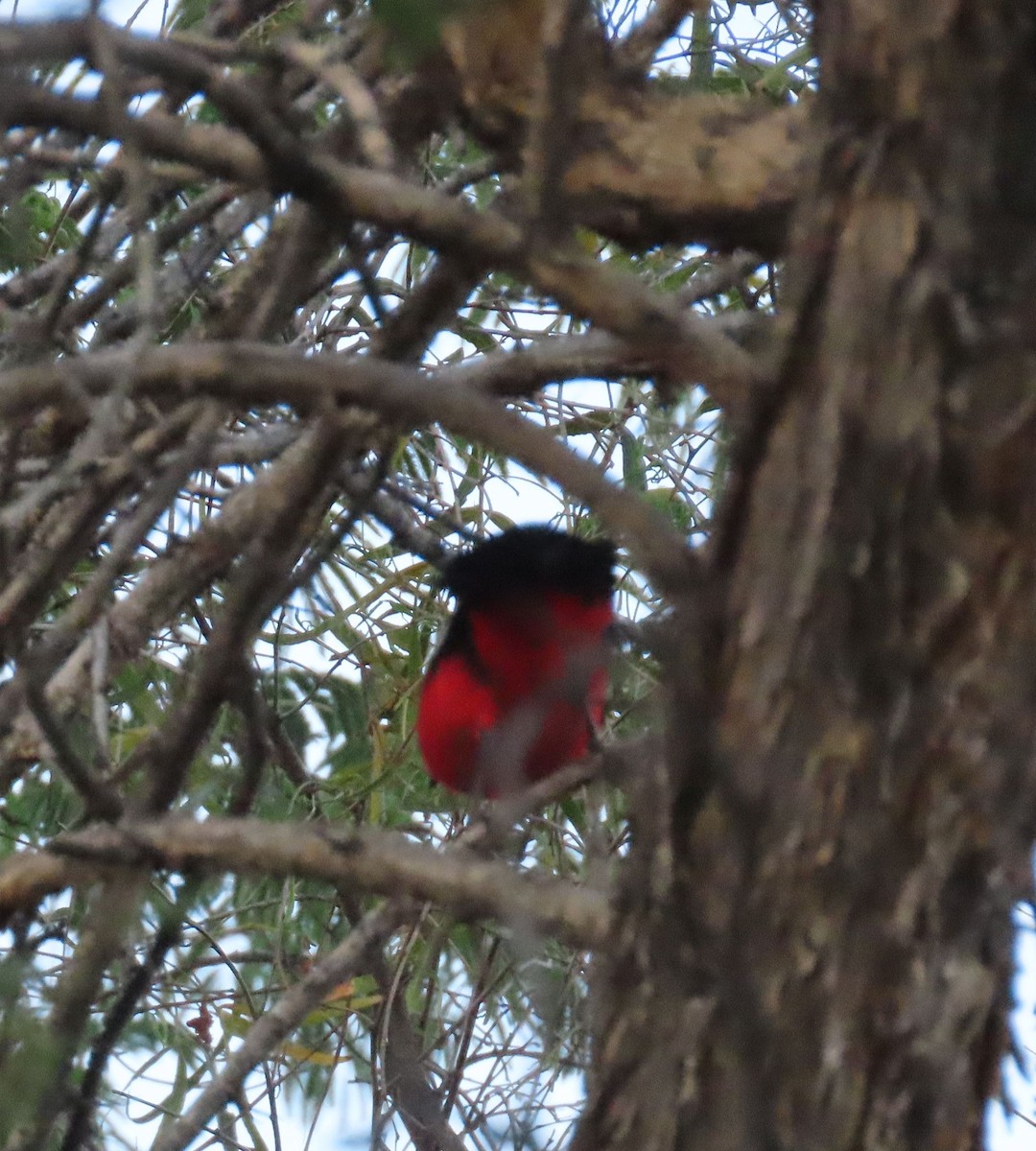 Crimson-breasted Gonolek - ML627912997