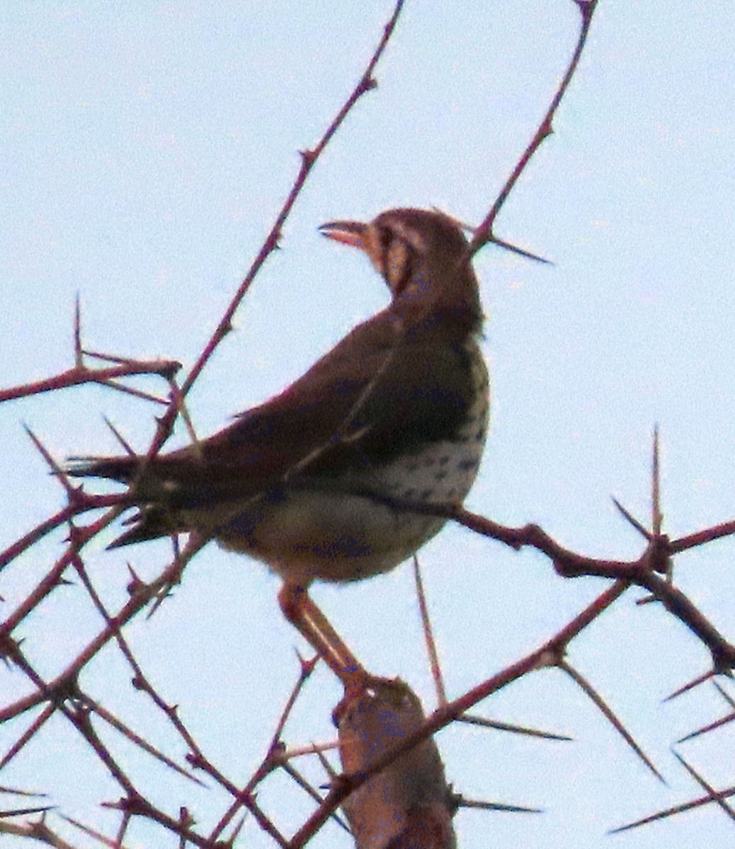 Groundscraper Thrush - ML627913013