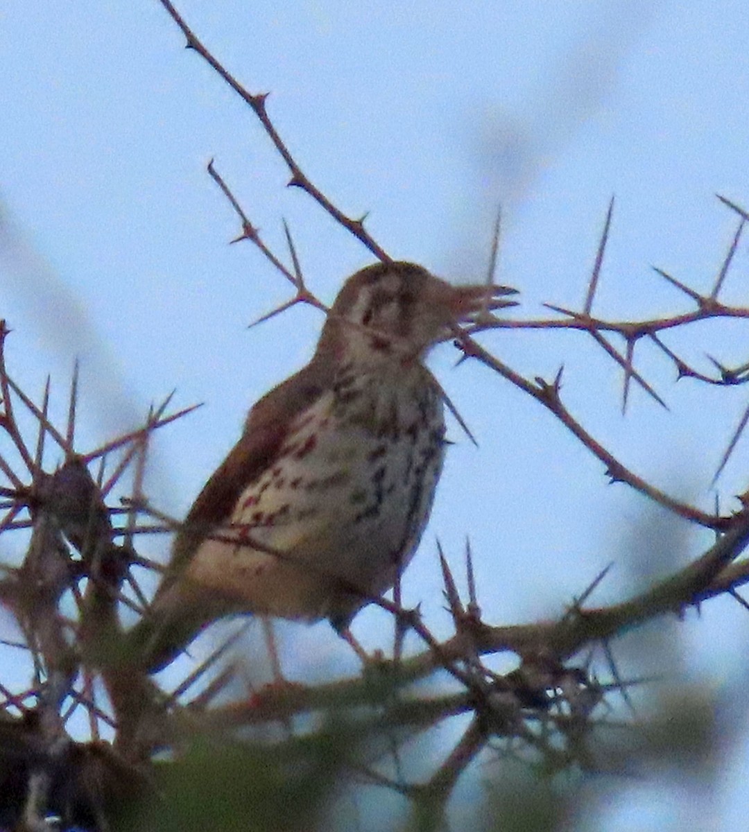 Groundscraper Thrush - ML627913014