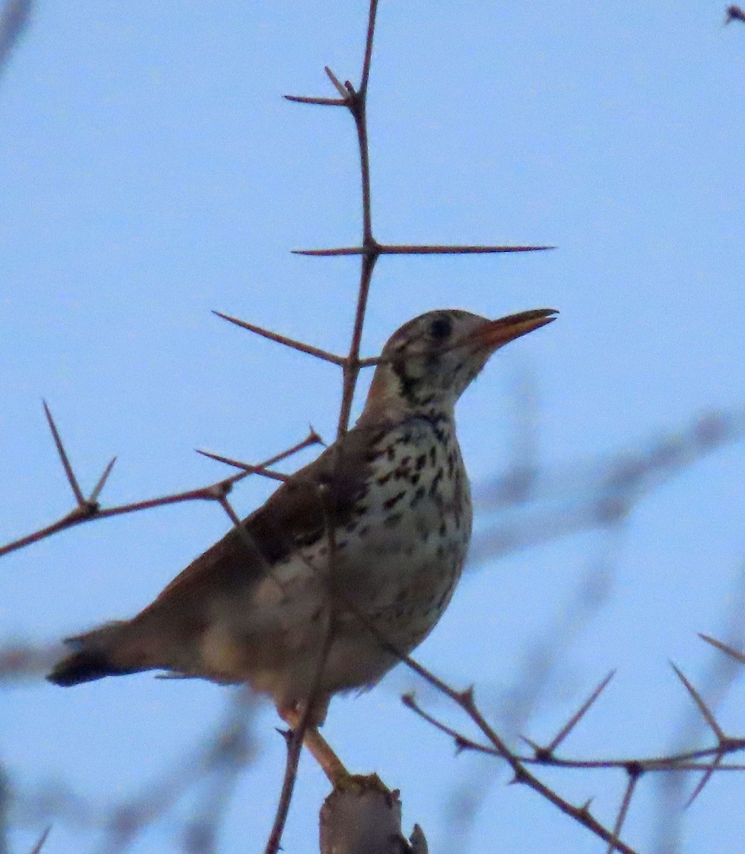 Groundscraper Thrush - ML627913015