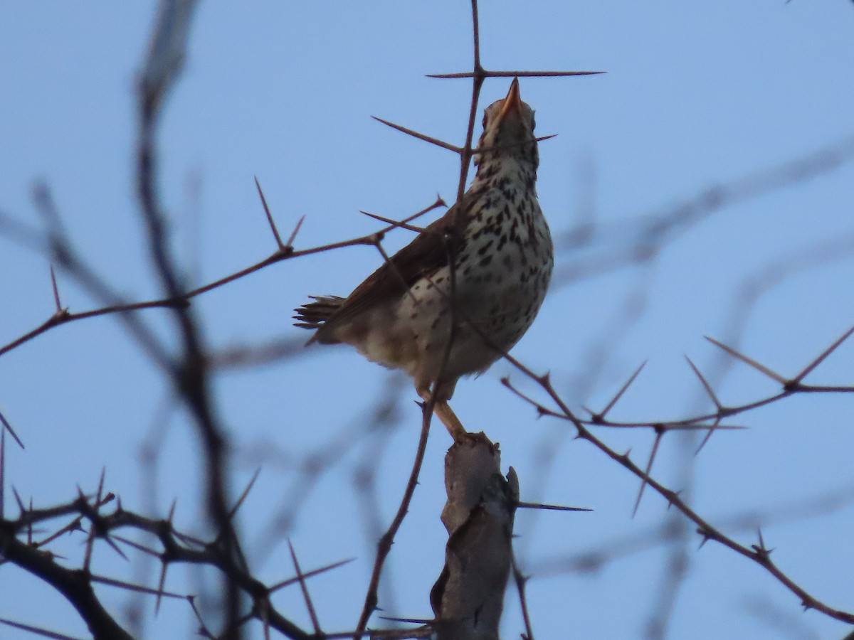 Groundscraper Thrush - ML627913016