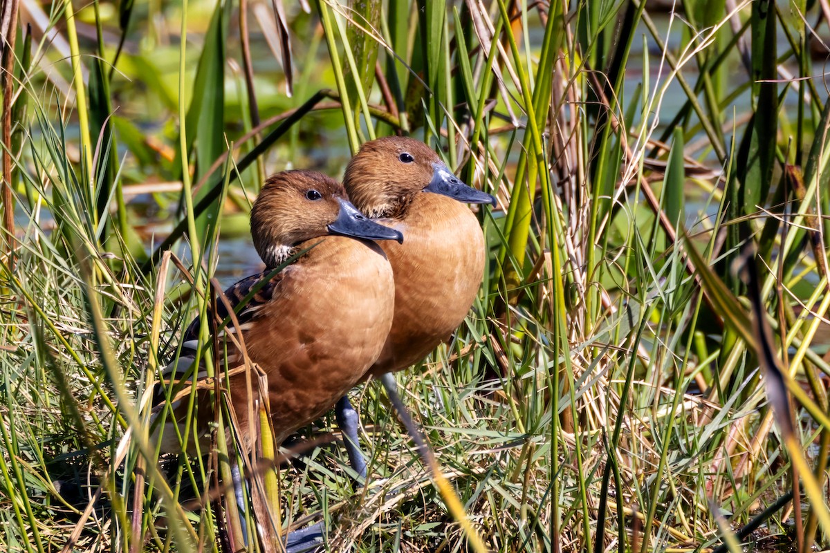 Fulvous Whistling-Duck - ML627913027