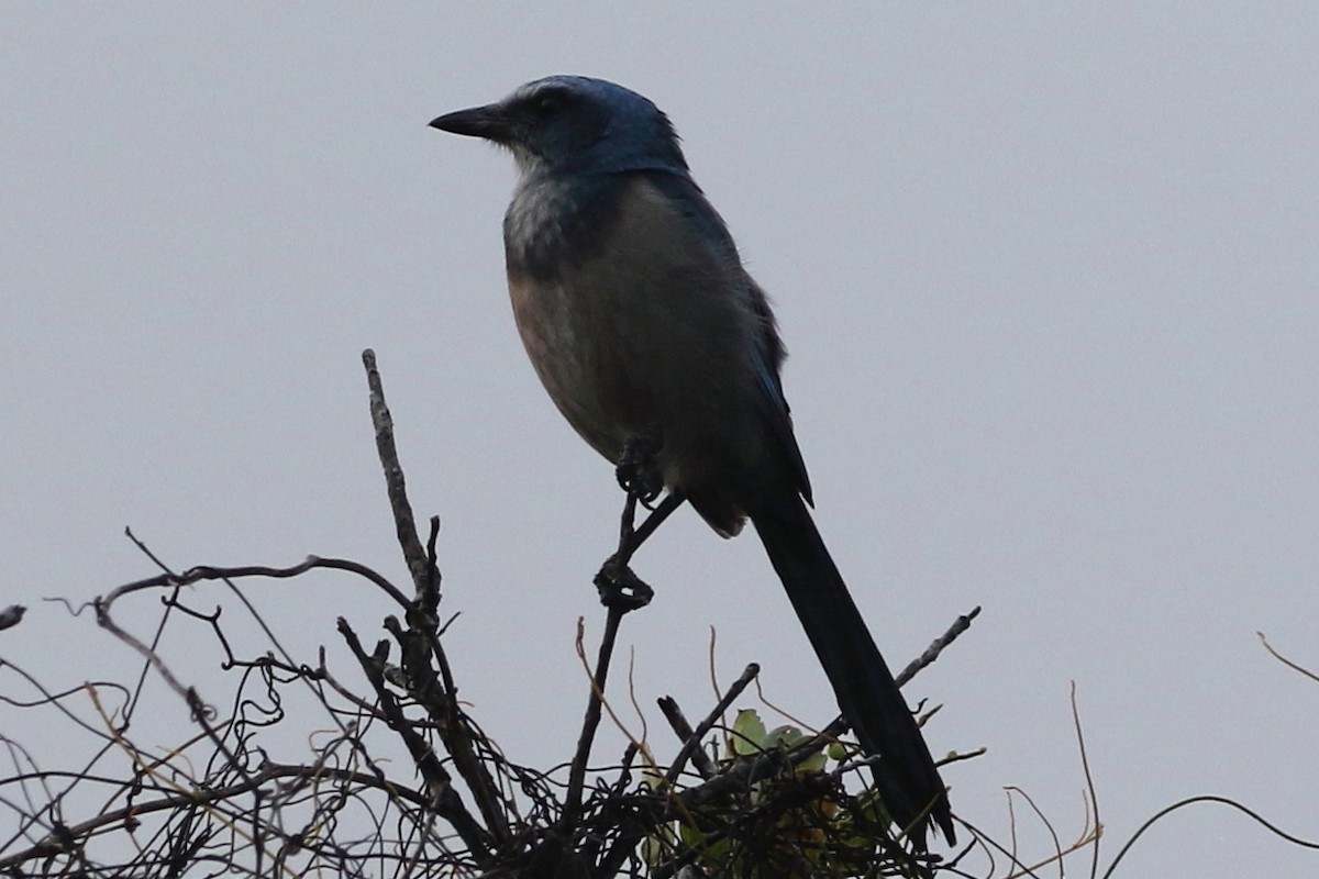 Florida Scrub-Jay - ML627913031