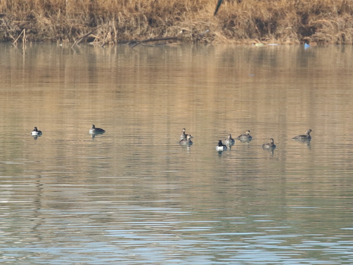 Hooded Merganser - ML627913045