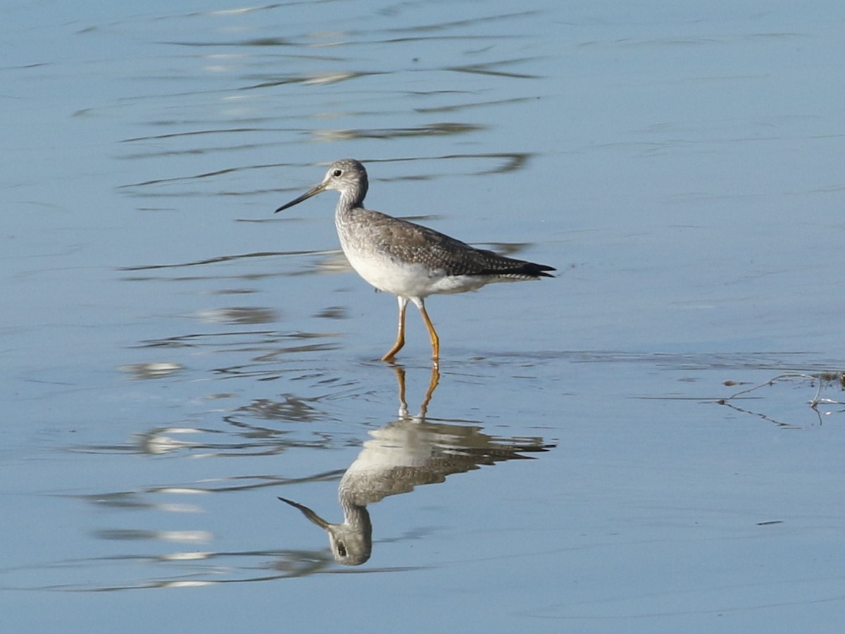 Greater Yellowlegs - ML627913061