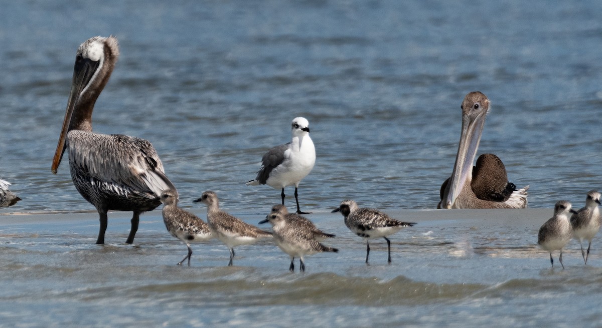 Black-bellied Plover - ML627913116