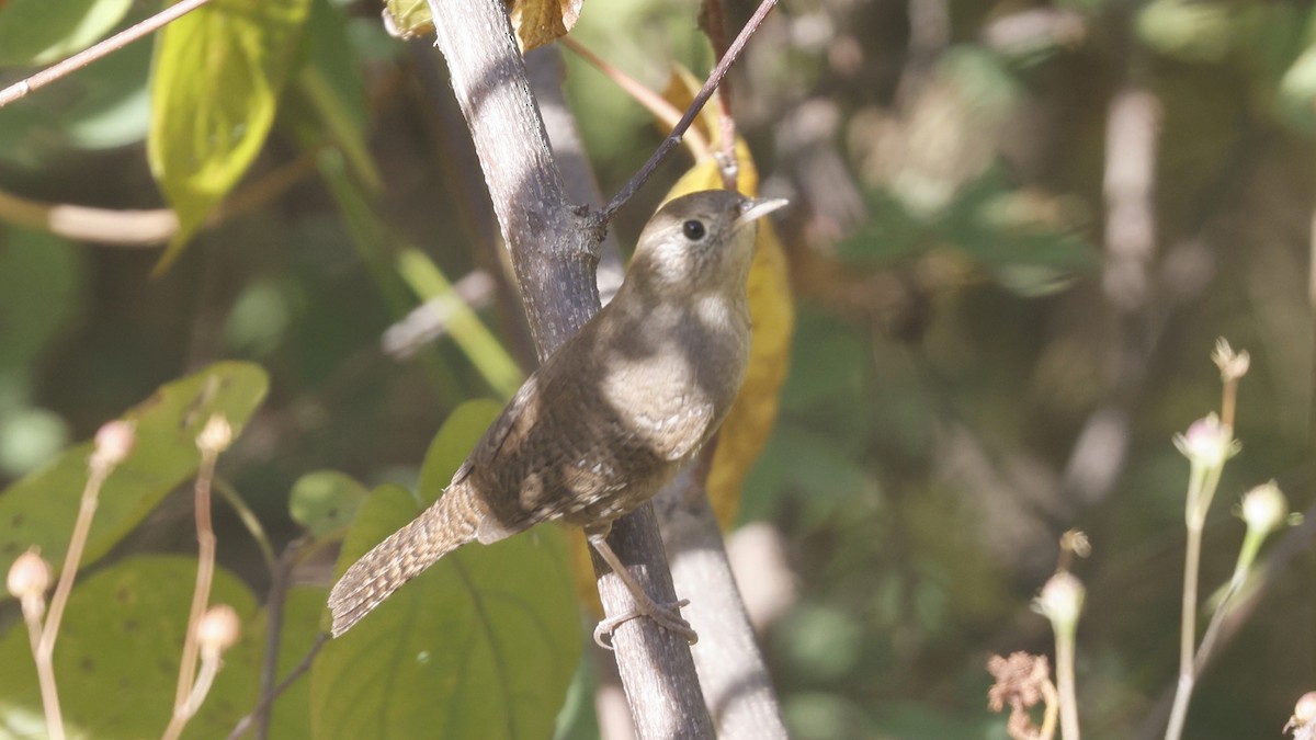 Northern House Wren - ML627913133