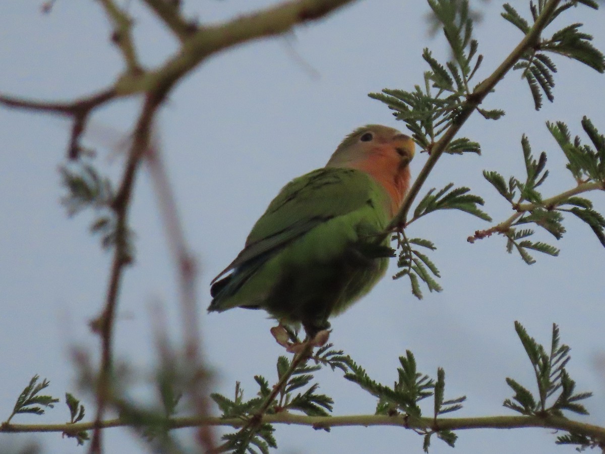 Rosy-faced Lovebird - ML627913230