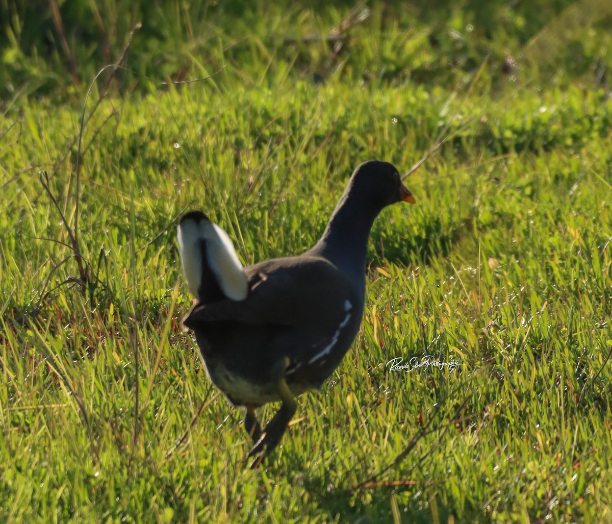 Water Rail - ML627913237