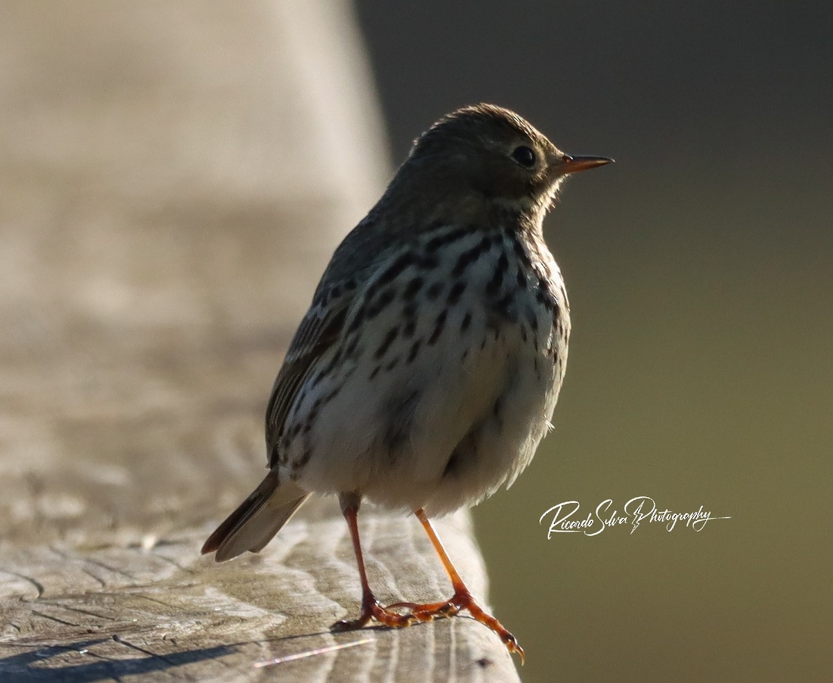 Meadow/Tree Pipit - ML627913273