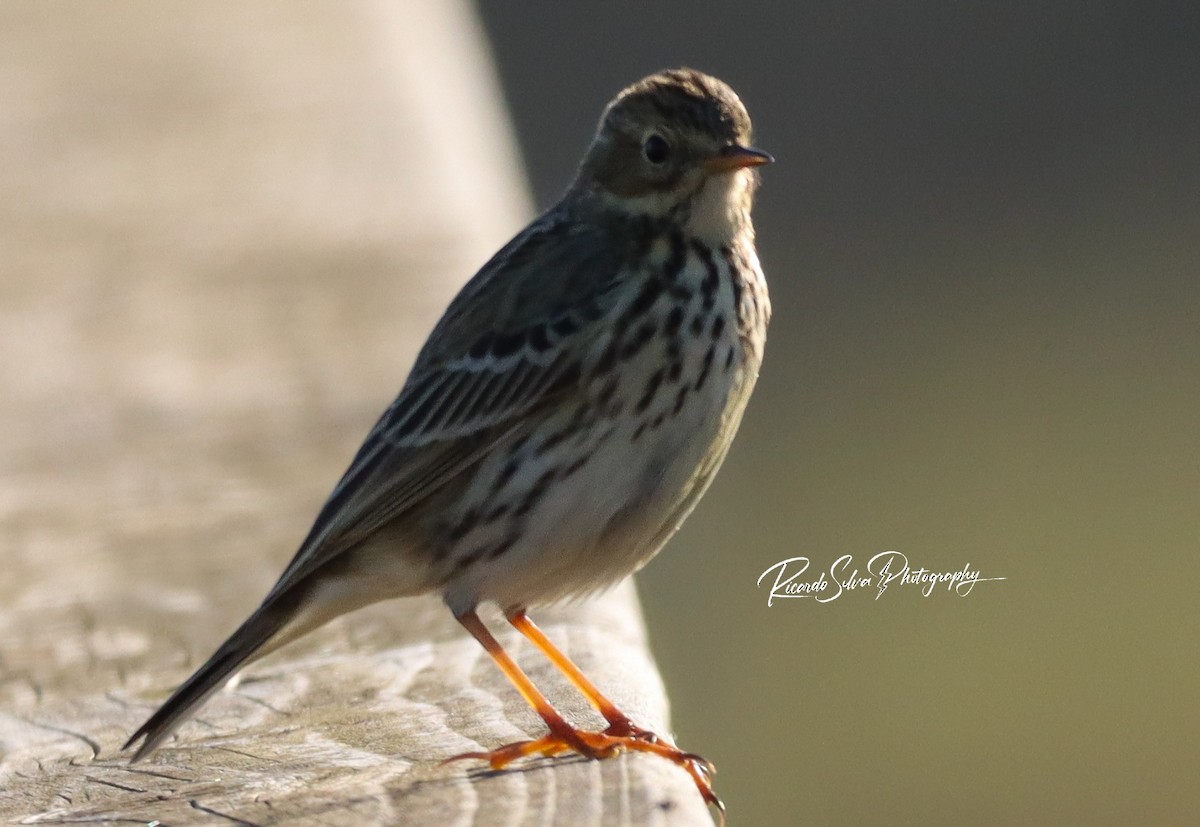 Meadow/Tree Pipit - ML627913274