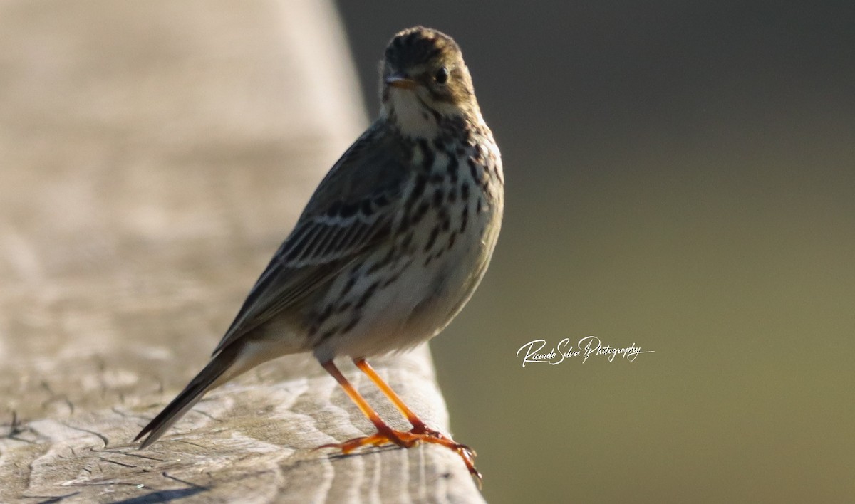 Meadow/Tree Pipit - ML627913275