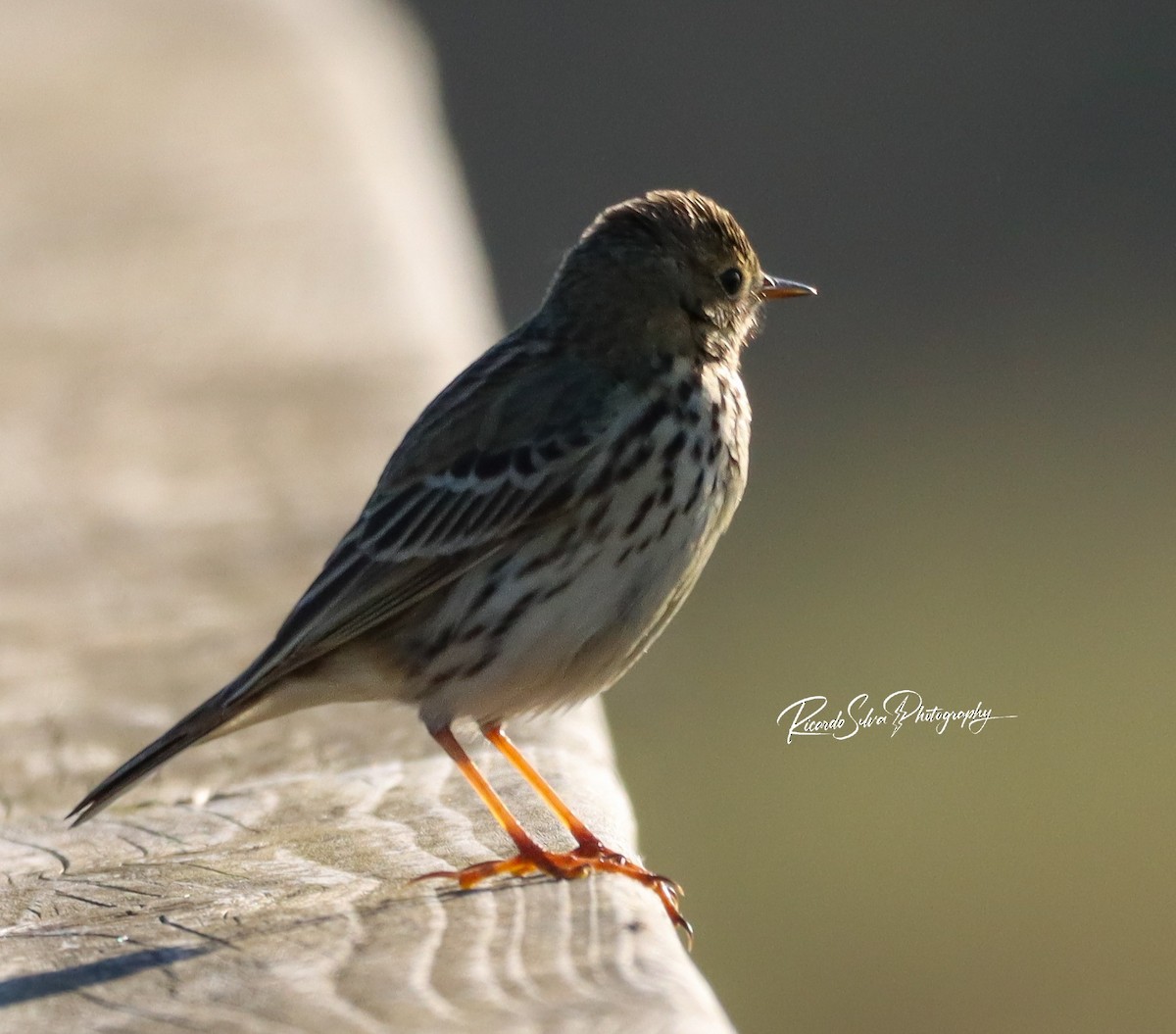 Meadow/Tree Pipit - ML627913276