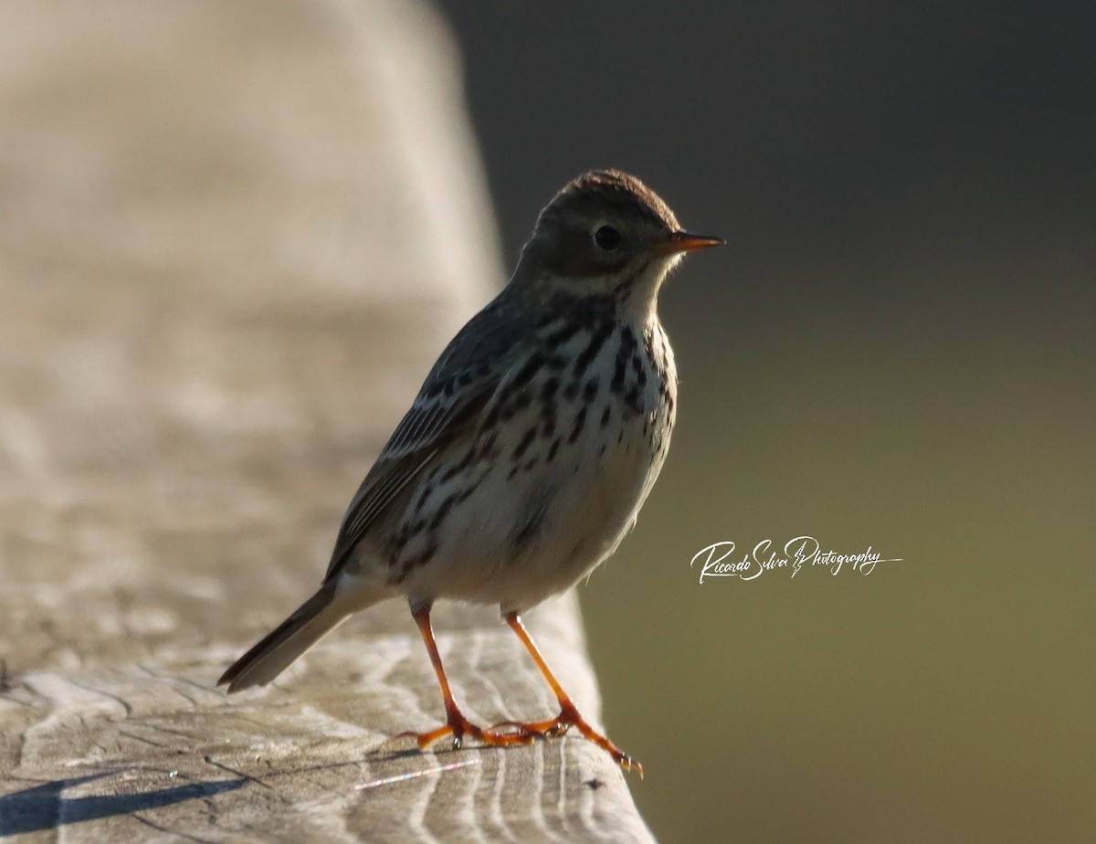 Meadow/Tree Pipit - ML627913277