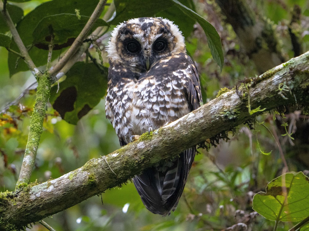 Rufous-banded Owl - ML627913281