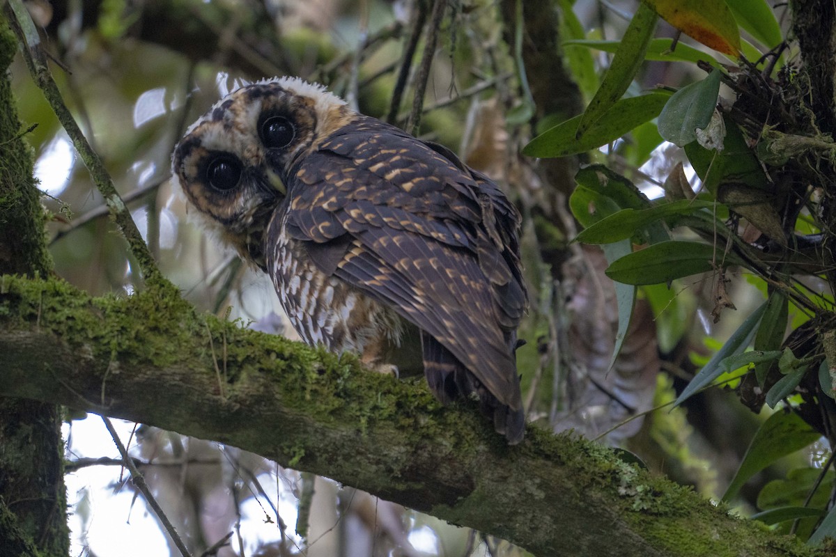 Rufous-banded Owl - ML627913282