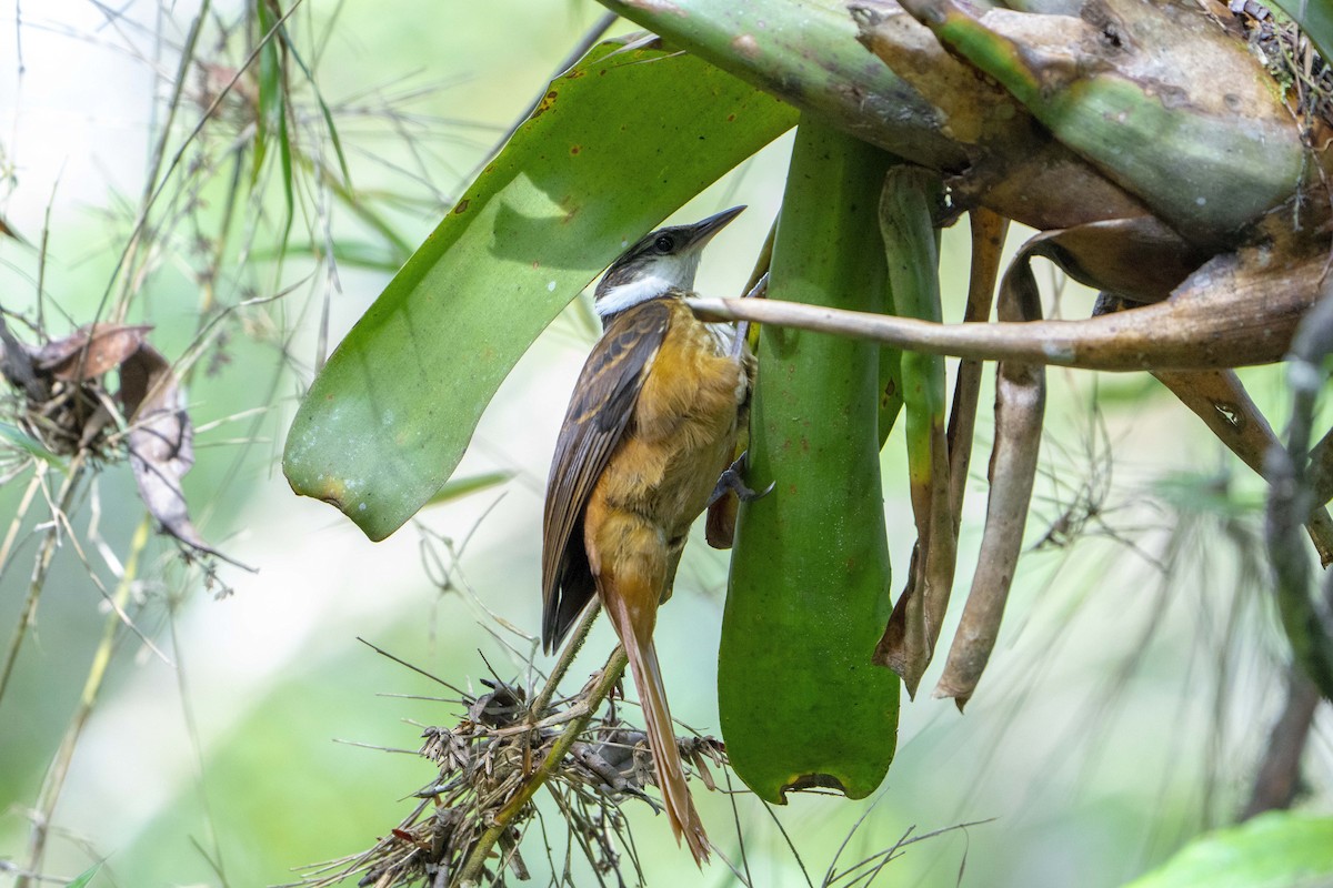 Streaked Tuftedcheek - ML627913296
