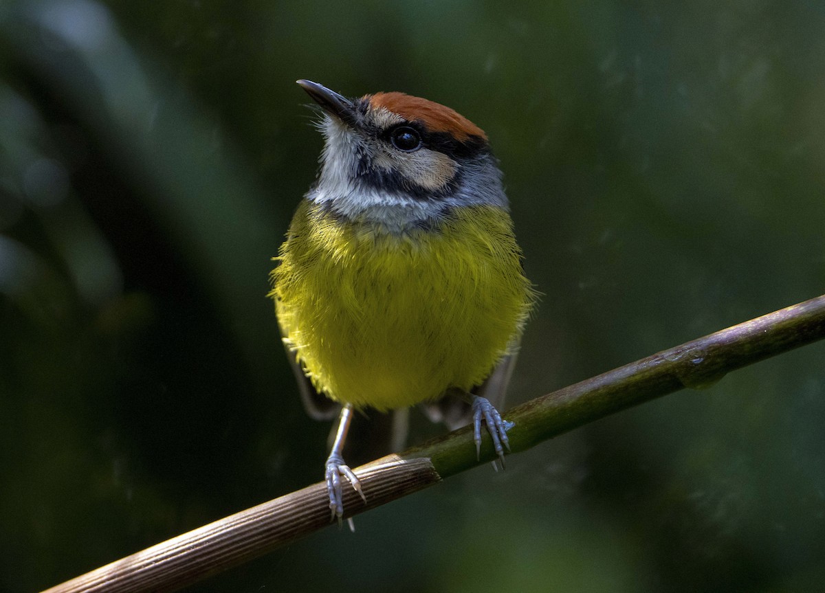 Rufous-crowned Tody-Flycatcher - ML627913298