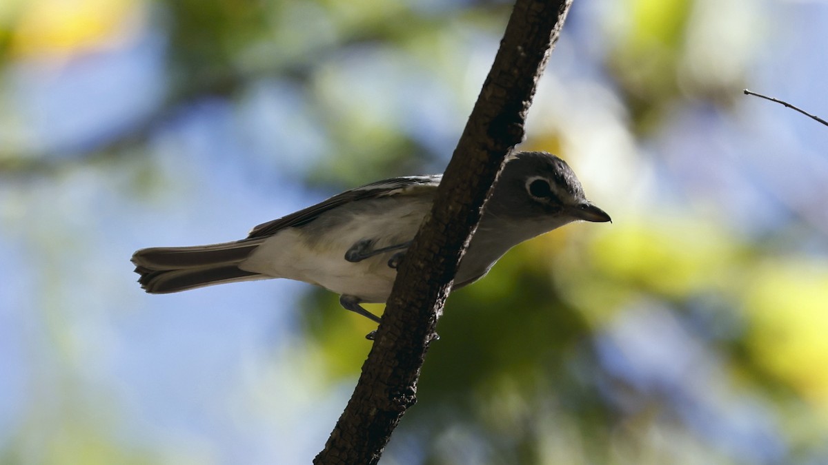 Plumbeous Vireo - ML627913360