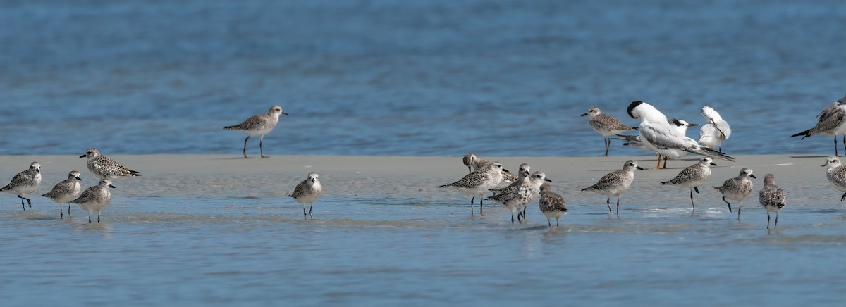 Black-bellied Plover - ML627913401