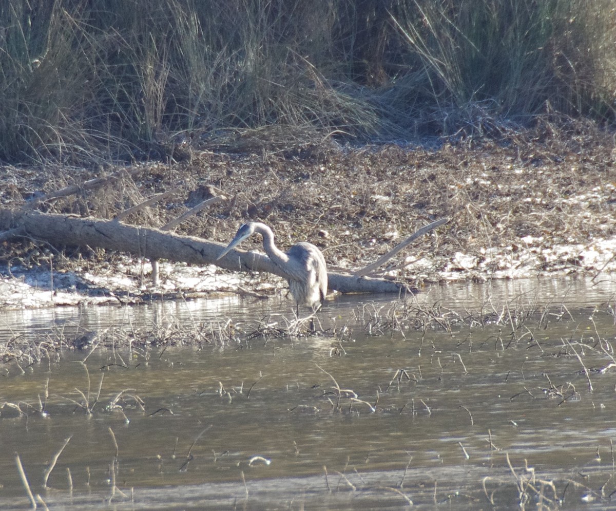 Great Blue Heron - ML627913541