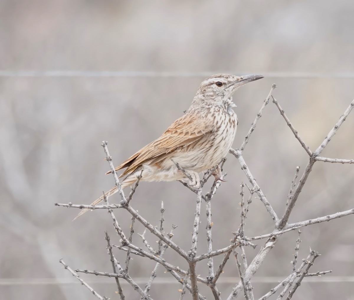 Karoo Long-billed Lark (Karoo) - ML627913557