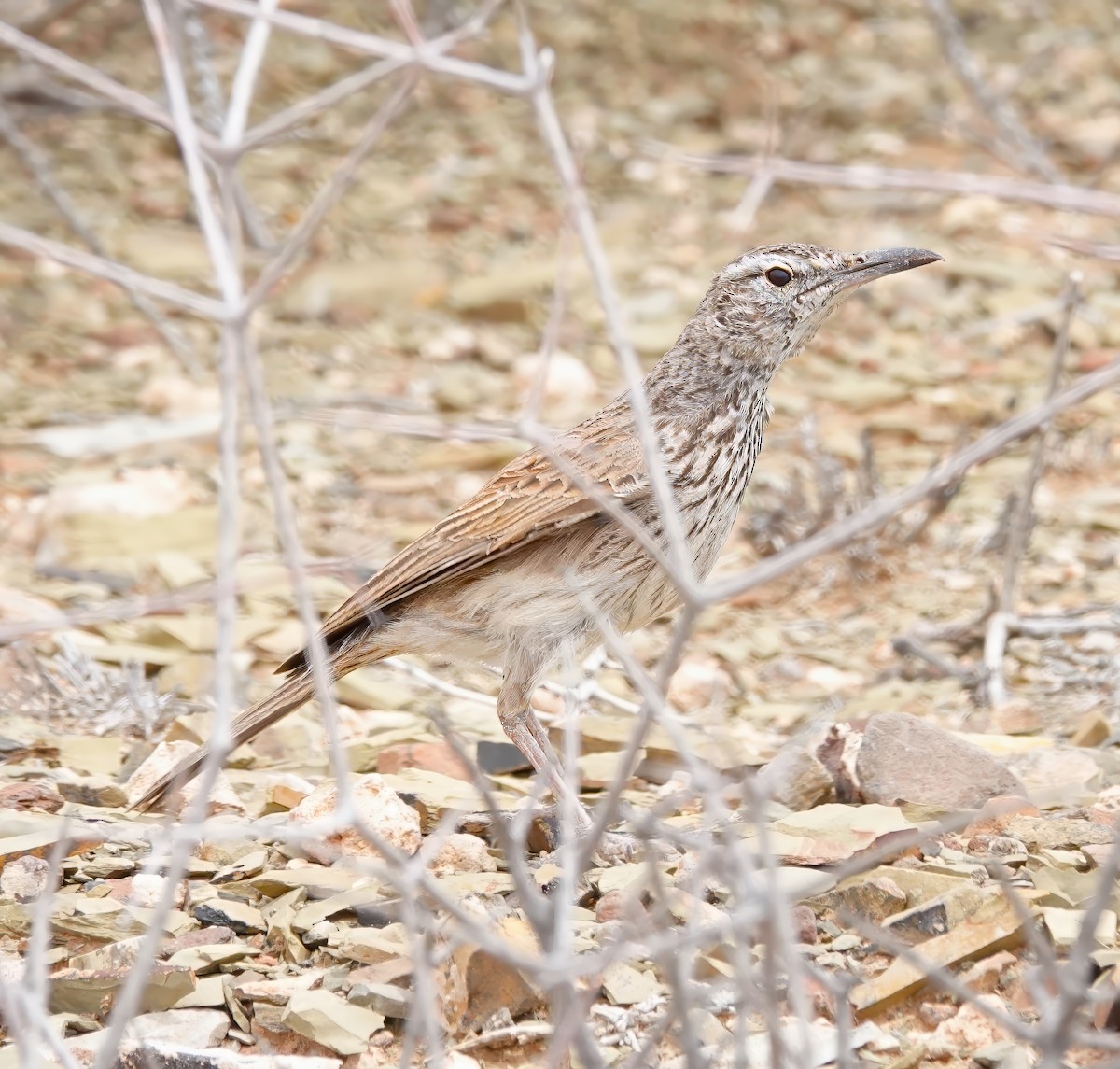 Karoo Long-billed Lark (Karoo) - ML627913578