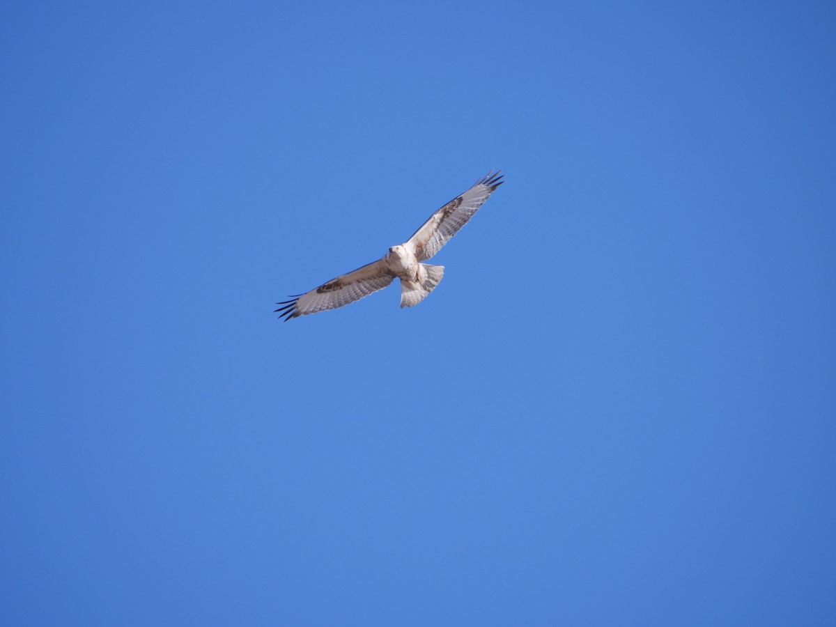 Upland Buzzard - ML627913583