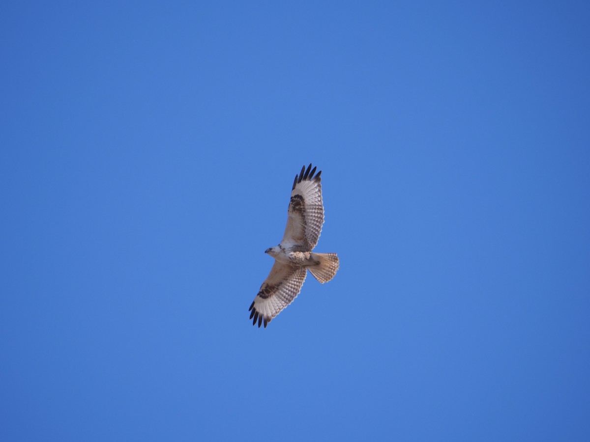 Upland Buzzard - ML627913597