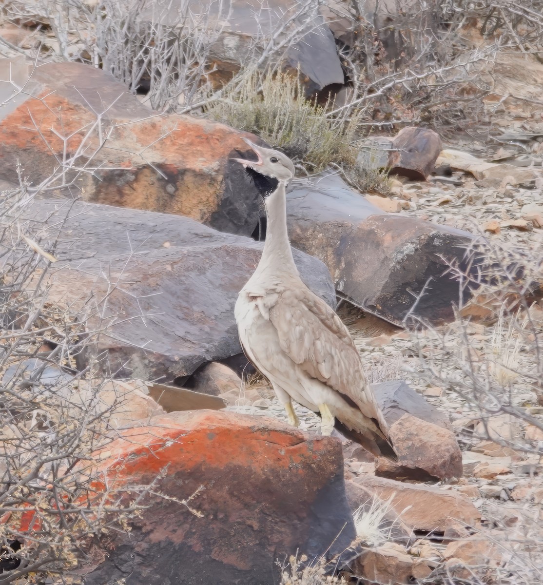 Karoo Bustard - ML627913682