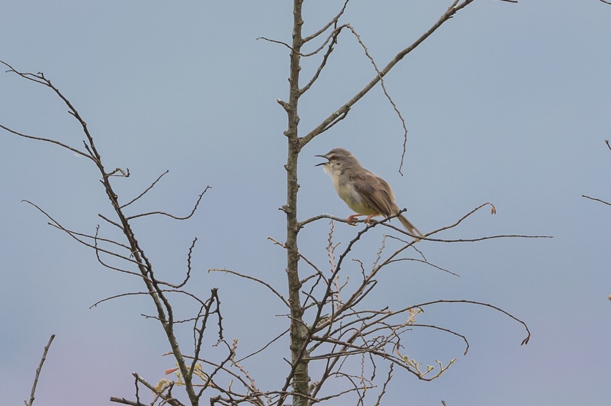 Tawny-flanked Prinia - ML627913818