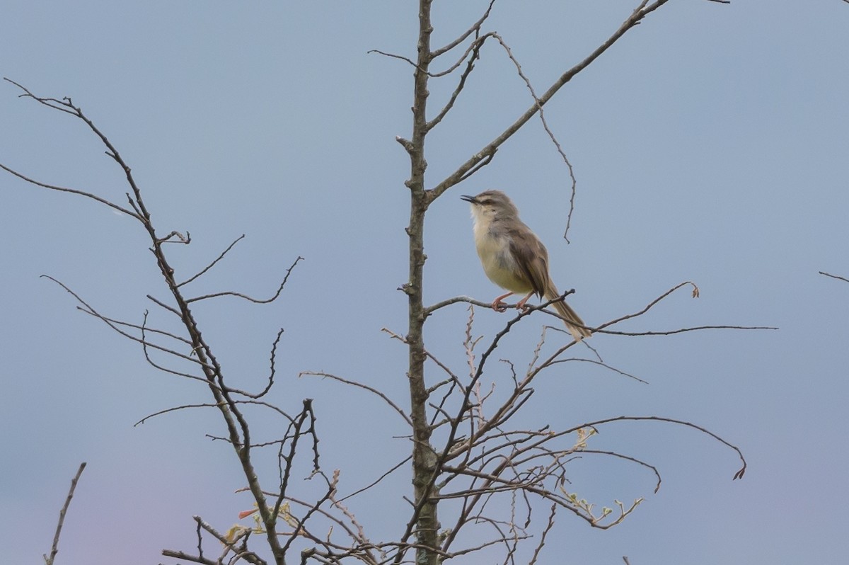 Tawny-flanked Prinia - ML627913819