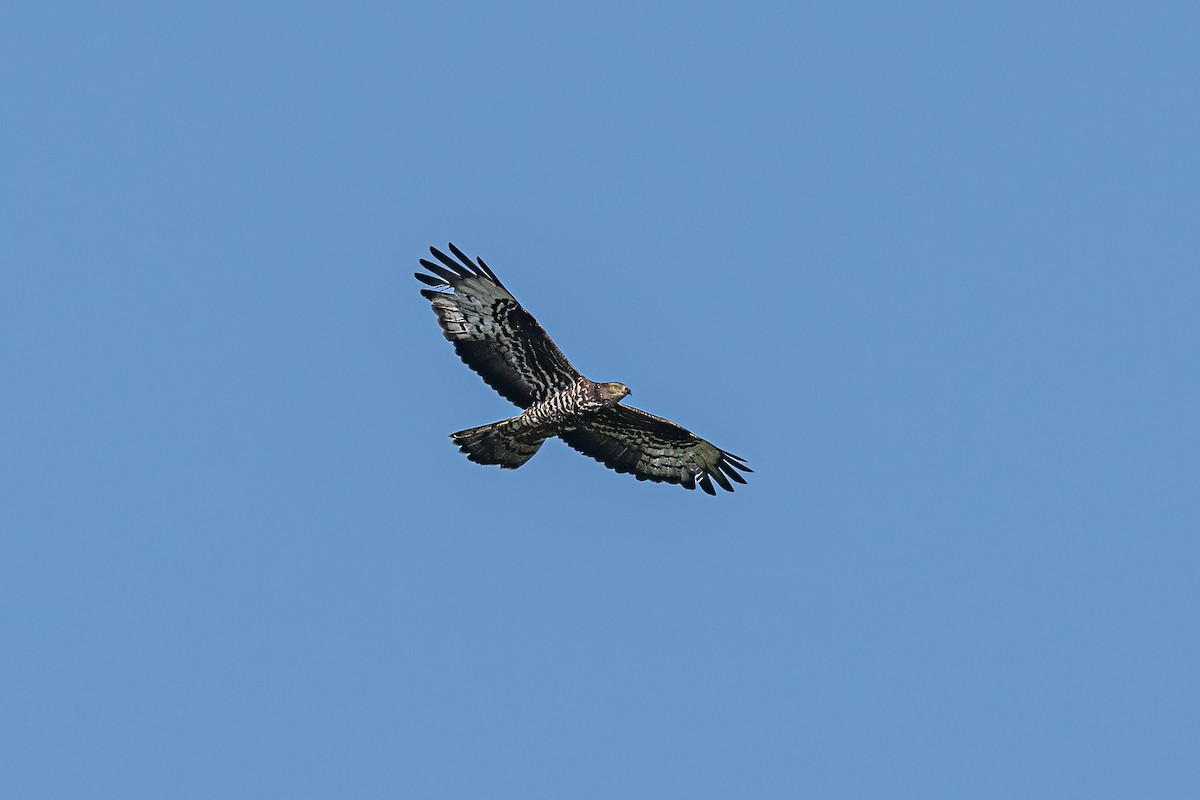 European Honey-buzzard - ML627913820