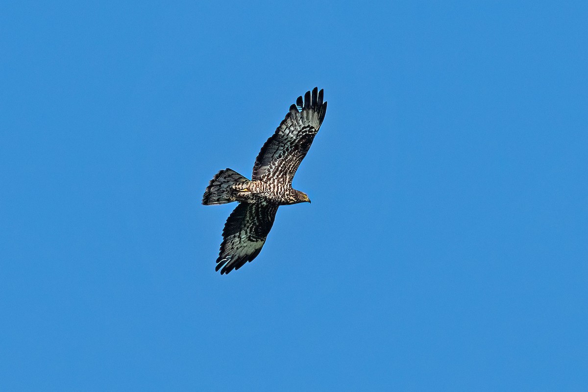 European Honey-buzzard - ML627913821