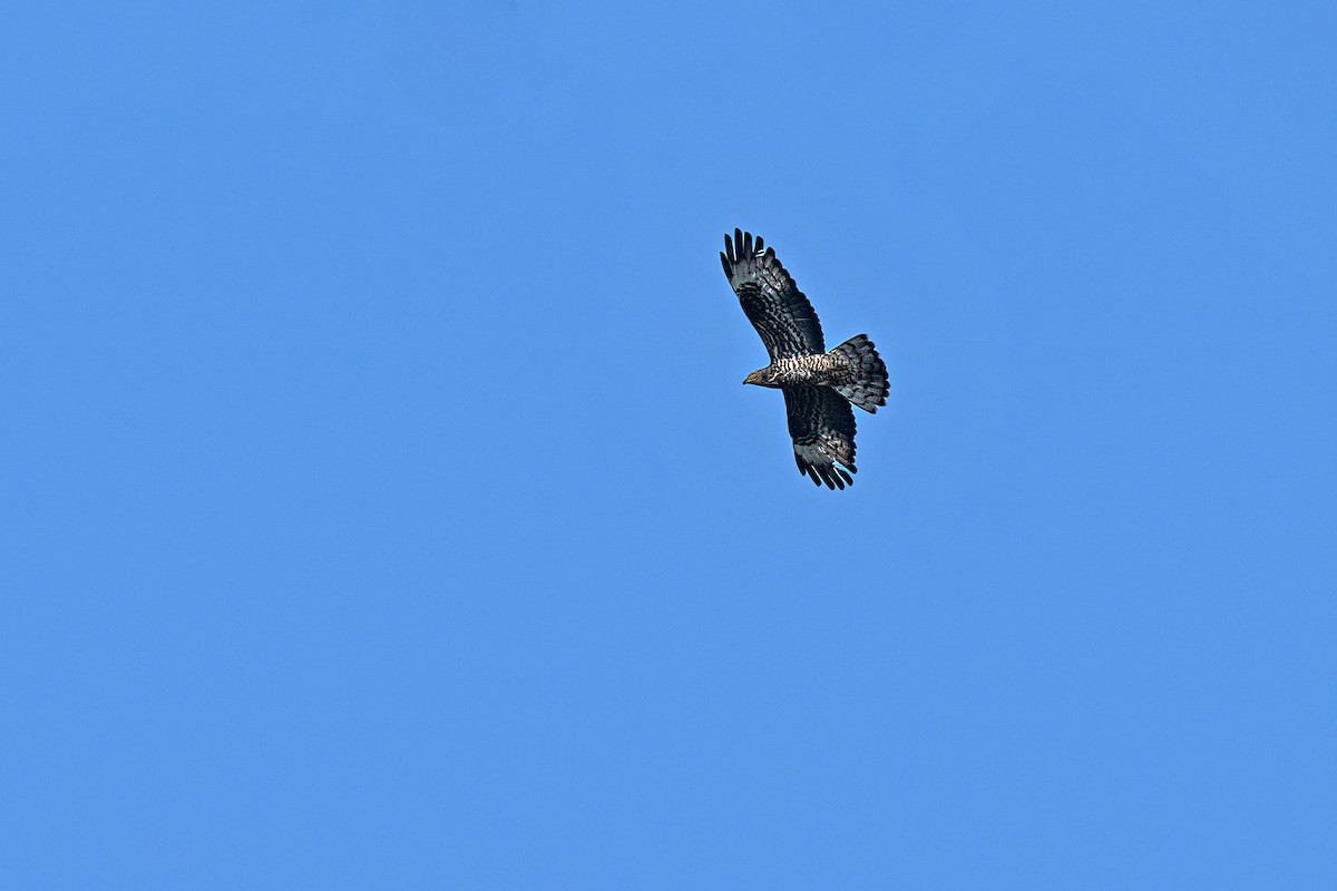 European Honey-buzzard - ML627913822