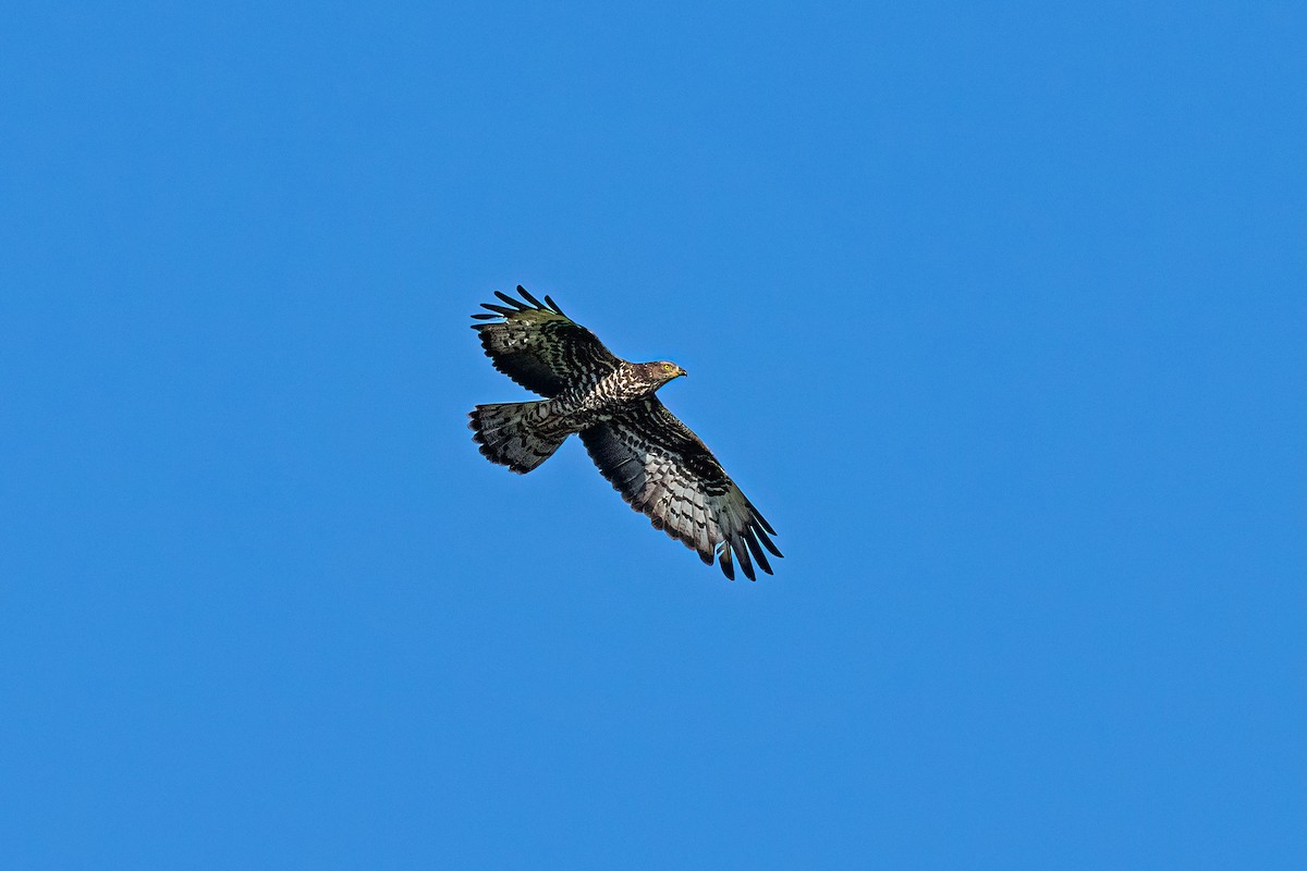 European Honey-buzzard - ML627913828