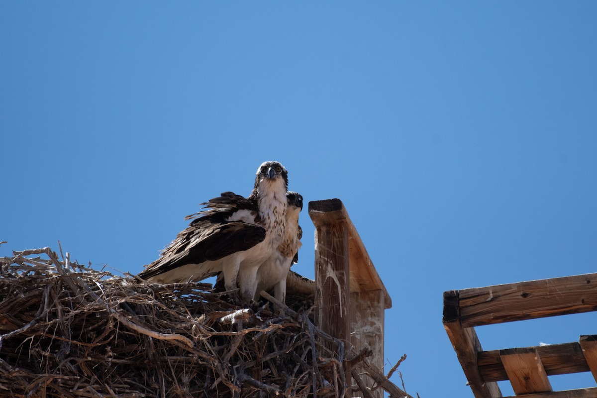 Osprey (American) - ML627913835