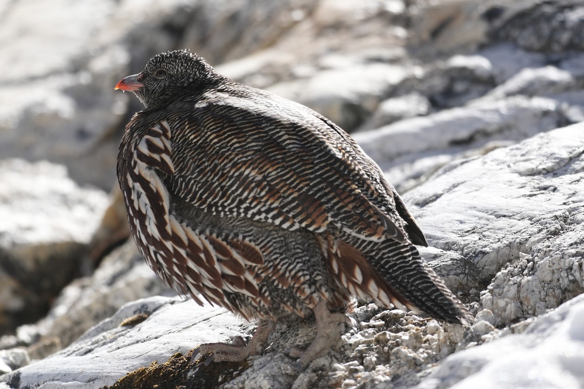 Snow Partridge - ML627913859