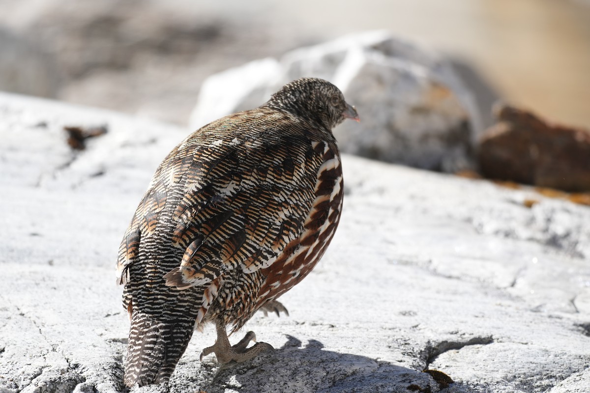 Snow Partridge - ML627913860