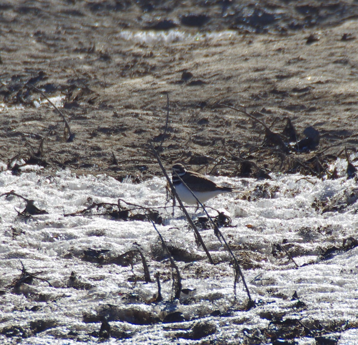 Killdeer - ML627913919
