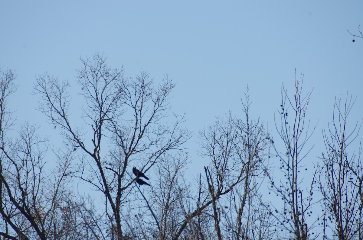 American Crow - ML627914045